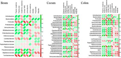 The Effects of Gum Acacia on the Composition of the Gut Microbiome and Plasma Levels of Short-Chain Fatty Acids in a Rat Model of Chronic Kidney Disease